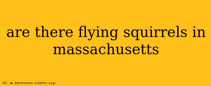 are there flying squirrels in massachusetts