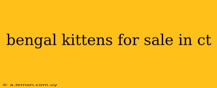 bengal kittens for sale in ct