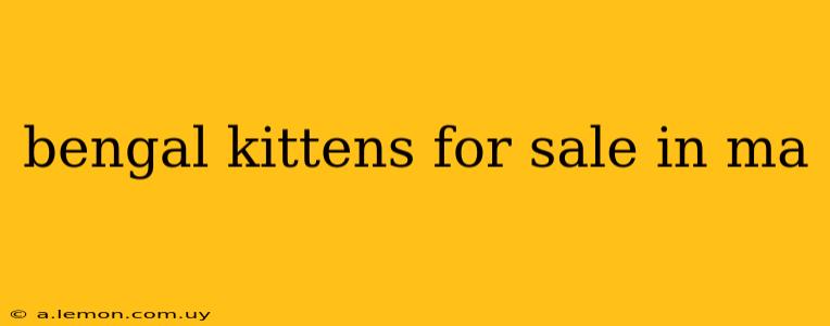 bengal kittens for sale in ma