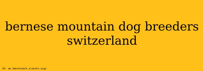 bernese mountain dog breeders switzerland