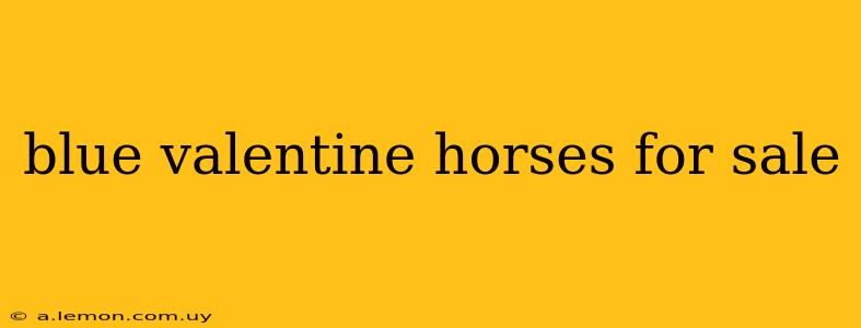 blue valentine horses for sale