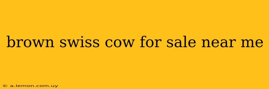 brown swiss cow for sale near me