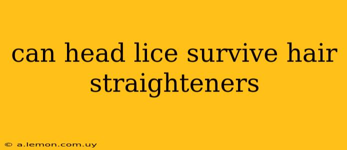 can head lice survive hair straighteners