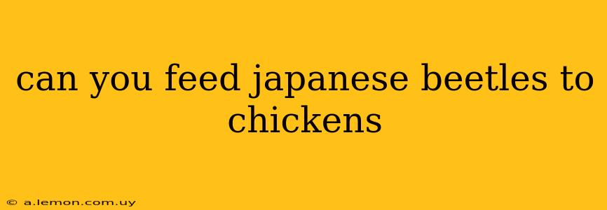 can you feed japanese beetles to chickens