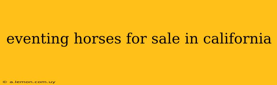 eventing horses for sale in california