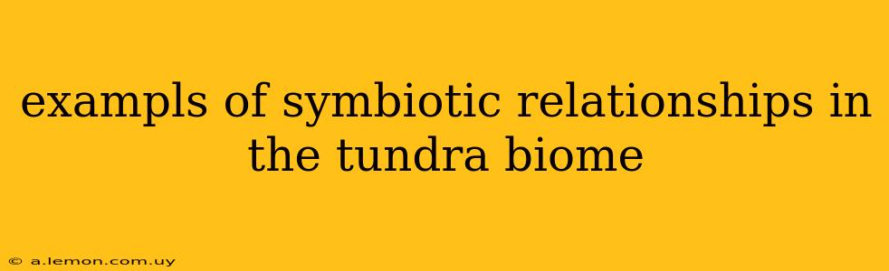 exampls of symbiotic relationships in the tundra biome