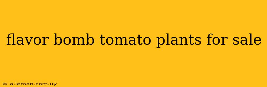 flavor bomb tomato plants for sale