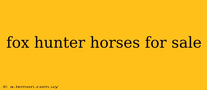 fox hunter horses for sale