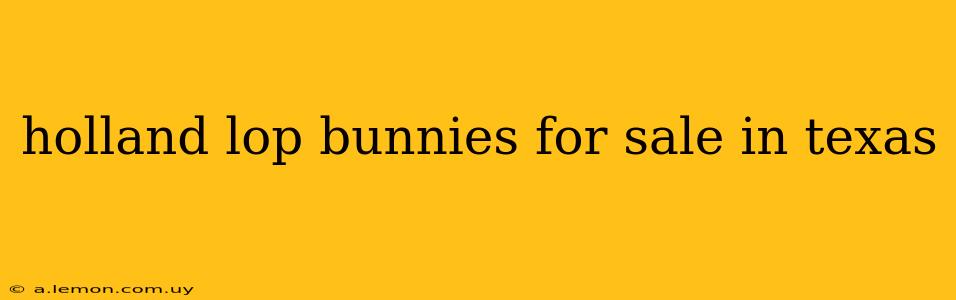 holland lop bunnies for sale in texas