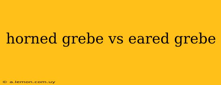 horned grebe vs eared grebe