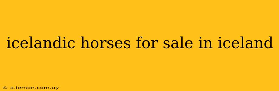 icelandic horses for sale in iceland