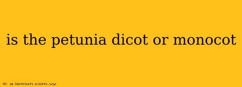 is the petunia dicot or monocot