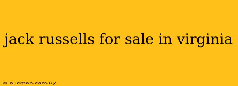 jack russells for sale in virginia