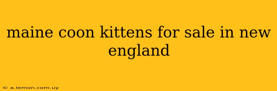 maine coon kittens for sale in new england