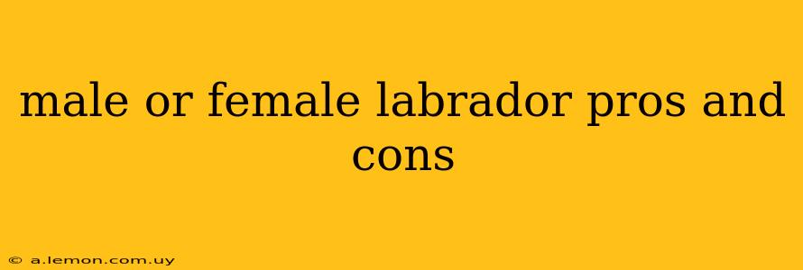 male or female labrador pros and cons