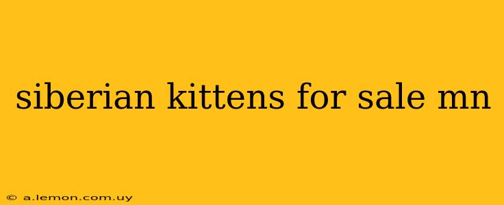 siberian kittens for sale mn