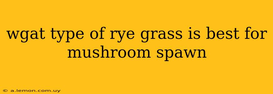 wgat type of rye grass is best for mushroom spawn