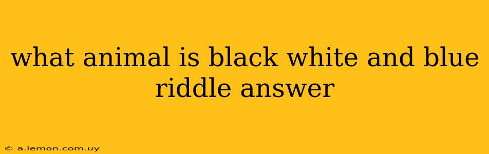 what animal is black white and blue riddle answer