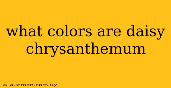 what colors are daisy chrysanthemum