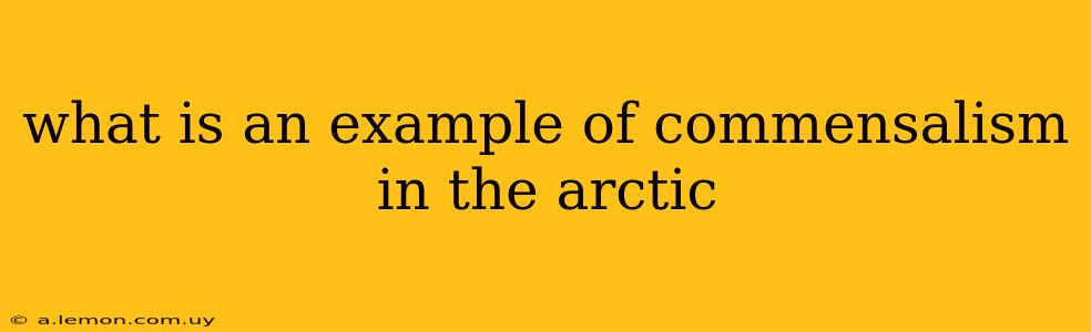 what is an example of commensalism in the arctic